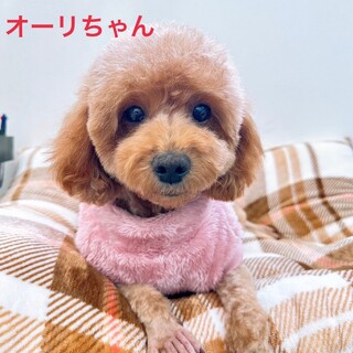 ご家族が決まりました♡オーリちゃん