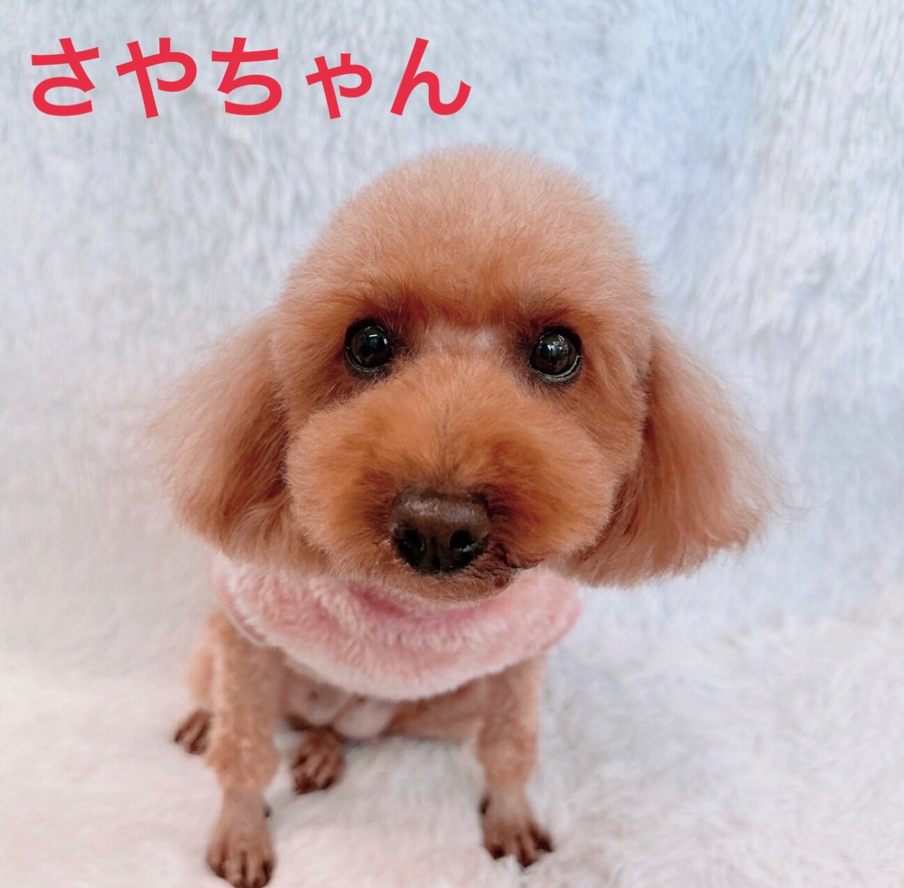 トライアル中☆さやちゃん」群馬県 - 犬の里親募集(523428) :: ペット