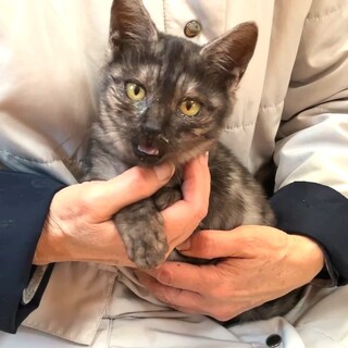 愛嬌たっぷりグレーさびくん