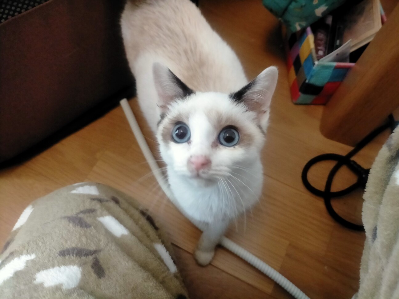 元気なミックスシャム・ラグドール　男の子！ちび子君 サムネイル1