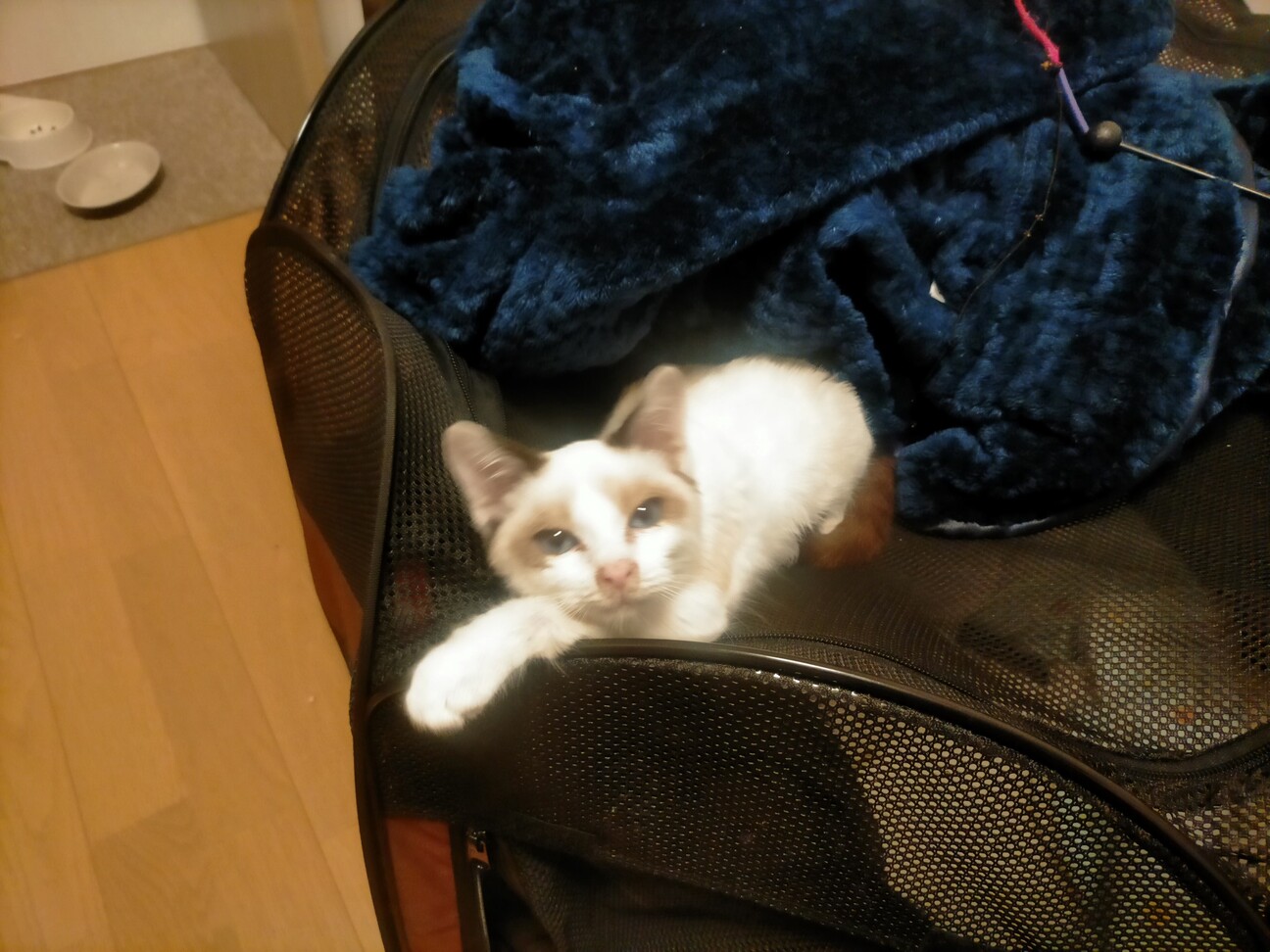 元気なミックスシャム・ラグドール　男の子！ちび子君 サムネイル2