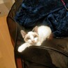 元気なミックスシャム・ラグドール　男の子！ちび子君 サムネイル2