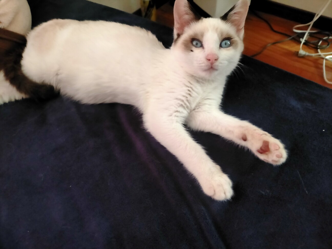 元気なミックスシャム・ラグドール　男の子！ちび子君 サムネイル3