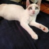 元気なミックスシャム・ラグドール　男の子！ちび子君 サムネイル3