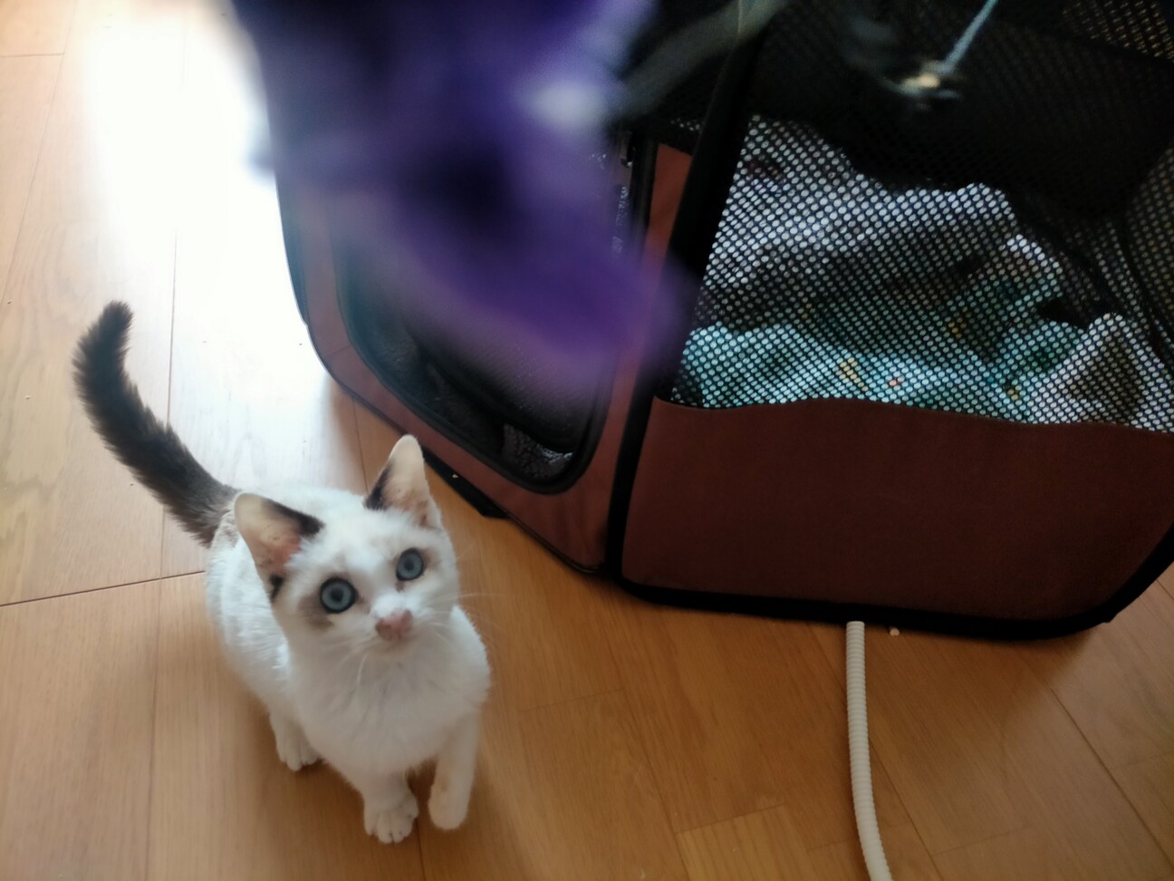 元気なミックスシャム・ラグドール　男の子！ちび子君 サムネイル4