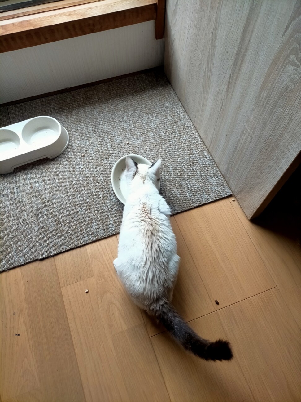 元気なミックスシャム・ラグドール　男の子！ちび子君 サムネイル5