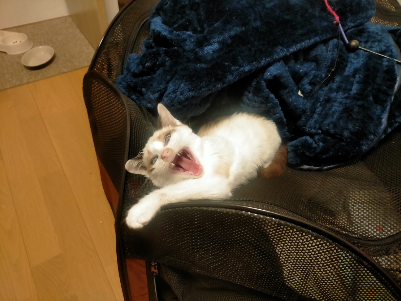 元気なミックスシャム・ラグドール　男の子！ちび子君 サムネイル6