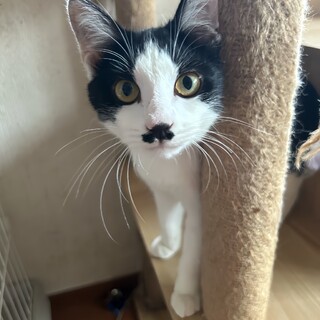 ハチワレ女子　甘ったれさん