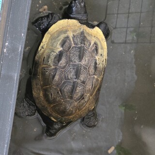 クサガメの里親を募集しております