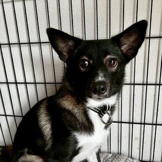 ワンプロ大好き♡活発な綾ちゃん」岡山県 - 犬の里親募集(532976