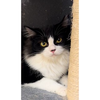 ハチワレ長毛フィガロちゃん