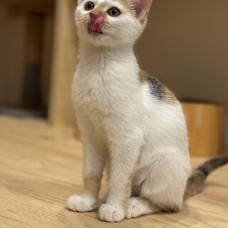 かまってちゃんなお転婆娘ツリーちゃん！