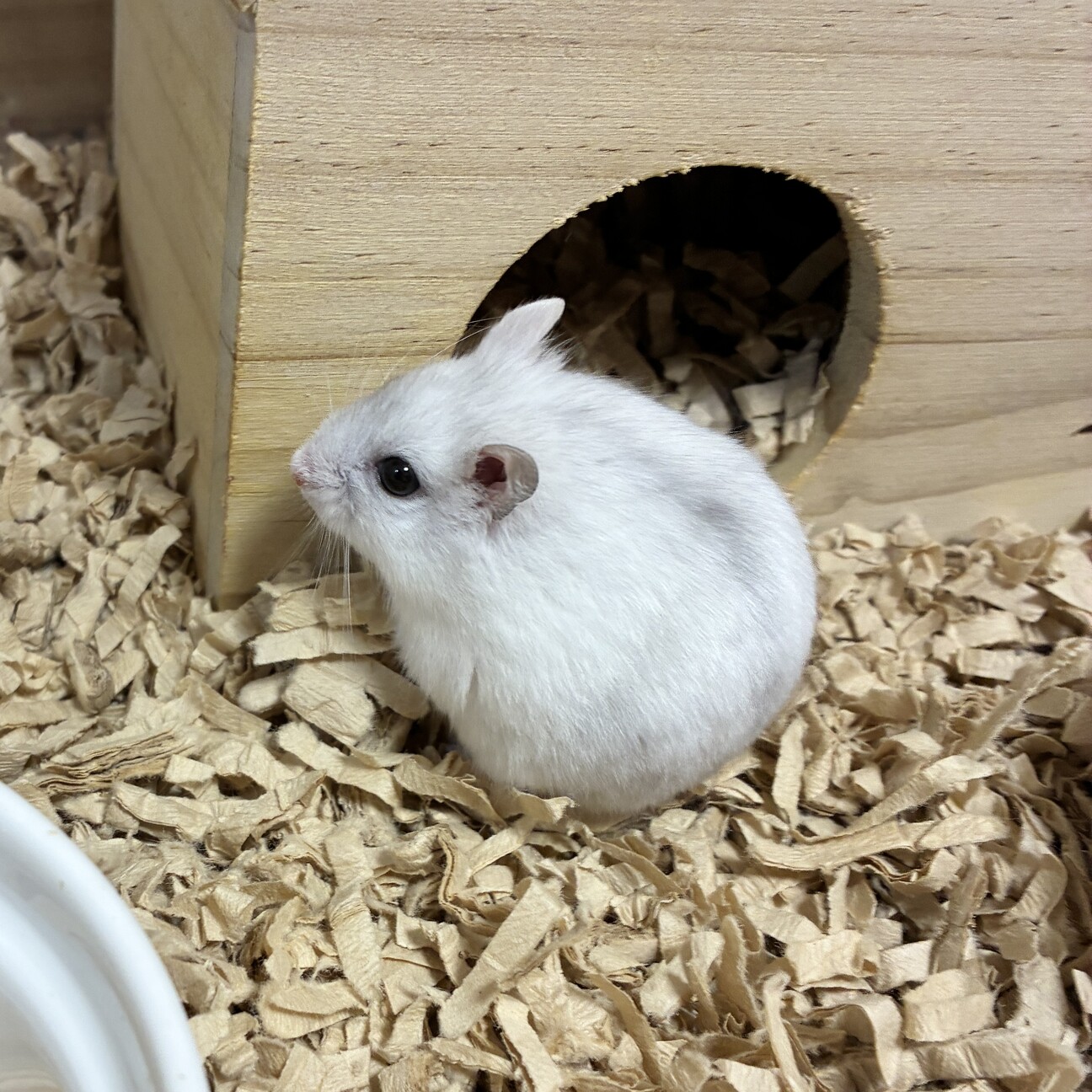 手に乗ってくる甘えん坊！！ サムネイル2