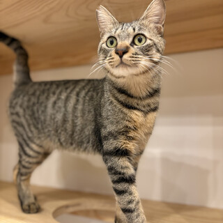 スリゴロが止まらない！人間大好きこたつくん