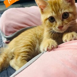 in江南市☆年末～子猫もいます！2025年12月28日（日）ちーむにゃいんず