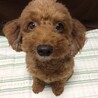 ぽんぽこぽーん104