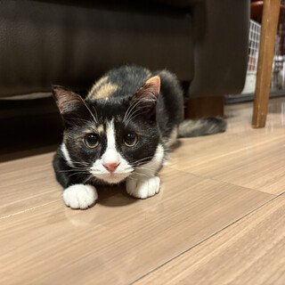 好奇心旺盛甘えん坊あんちゃん