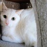 美形白猫♂ サムネイル2