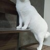 美形白猫♂ サムネイル3