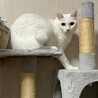 美形白猫♂ サムネイル4