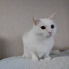 美形白猫♂ サムネイル5