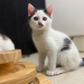 人間好きすぎ甘えん坊メリーくん！