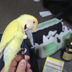 最近のお気に入り