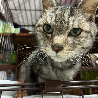 穏やかで優しい男の子。人が大好きです。