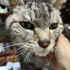 穏やかで優しい男の子。人が大好きです。 サムネイル2