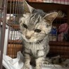 穏やかで優しい男の子。人が大好きです。 サムネイル3