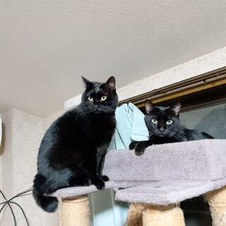 イケメン黒にゃん