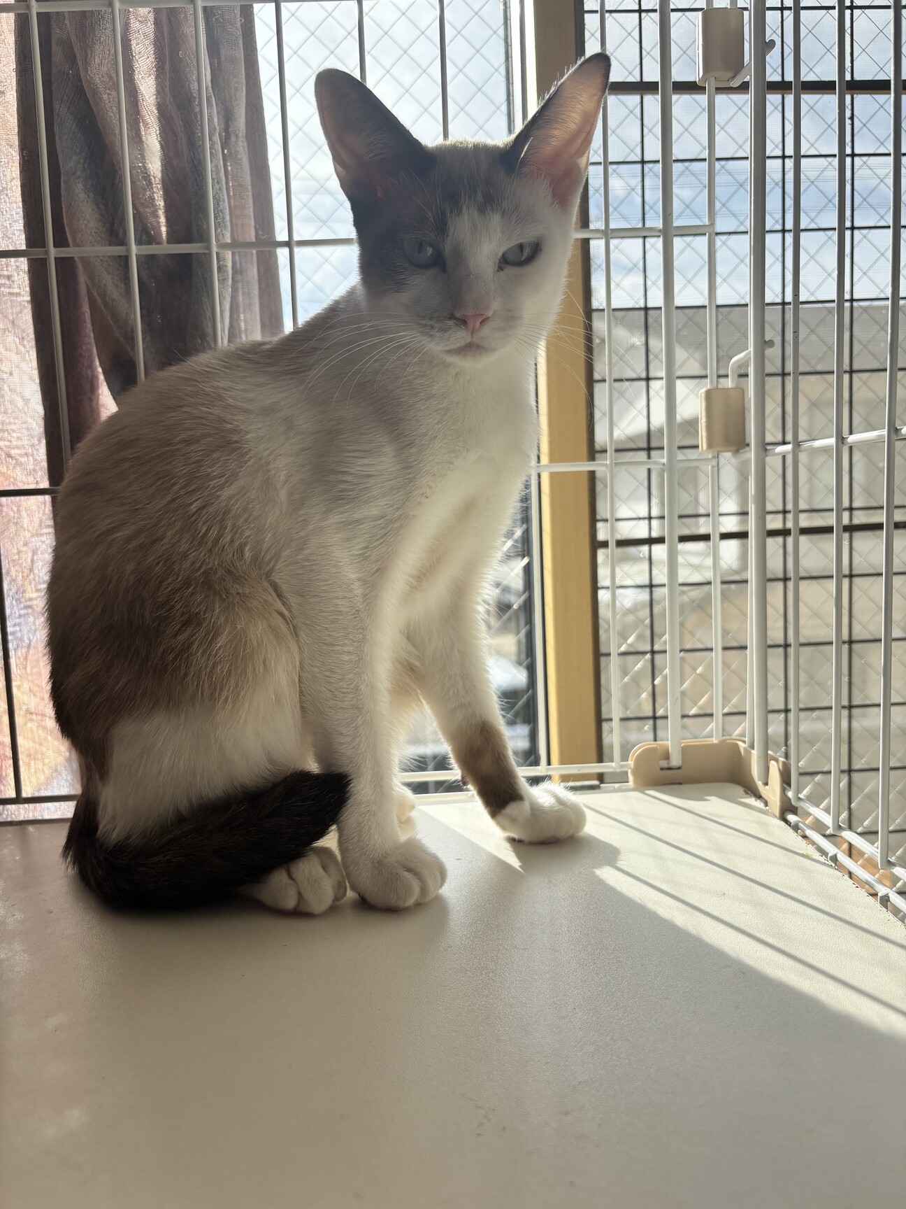 ふらわっちちゃん サムネイル1