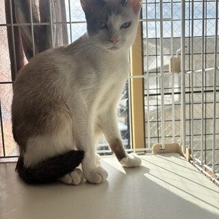 ふらわっちちゃん