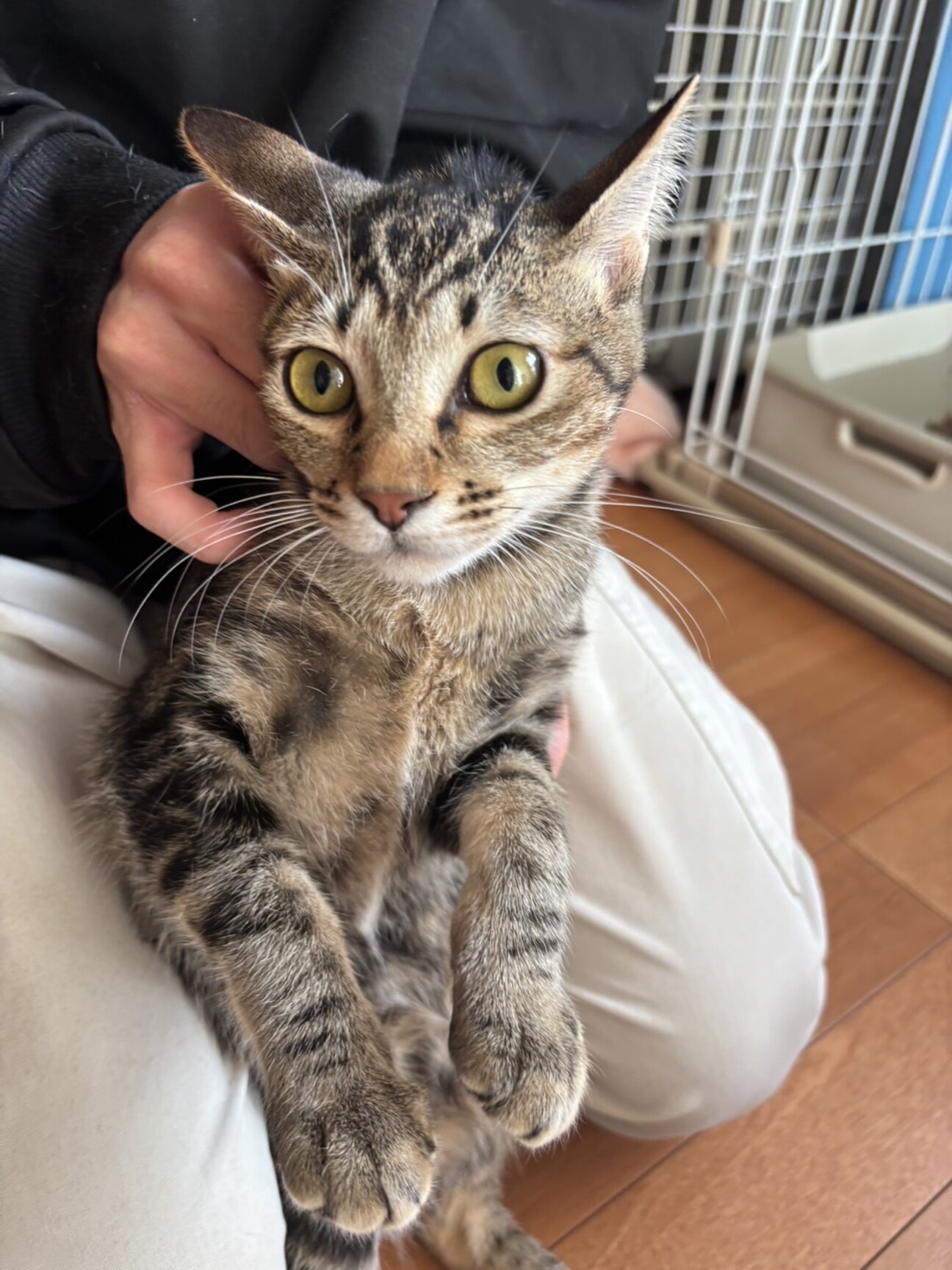 ねりあっちちゃん サムネイル1