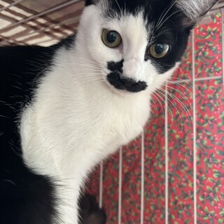 めめっちちゃん