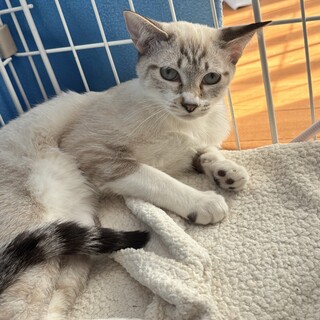 ぴゅえるっちちゃん