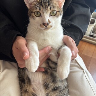 ござるっちくん