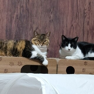 マイペースなファーファー