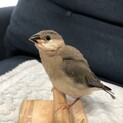 文鳥　雛をお譲りします^_^