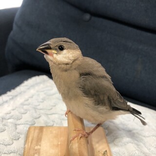 文鳥　雛をお譲りします^_^