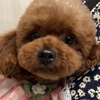 トライアル中☆トイプードル・2歳・