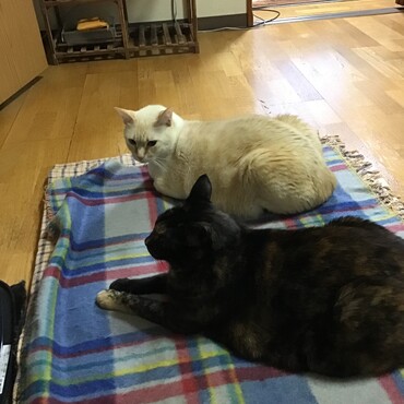 私たちの間にはまだ微妙な距離があるのよ。ウニちゃん、凄いわ！