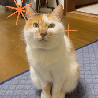 【飼い主他界】里親様探してます。【交渉中無し】