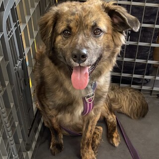 ちょっとビビリさんなブリンドルの男の子 アオ