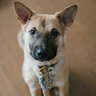 賢くて可愛い、シェパードの赤ちゃんみたいな子