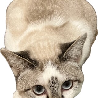 7ヶ月　オス　シャムミックス