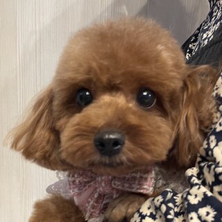 トイプードル・5歳・女の子