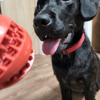人も犬もとても好きです。