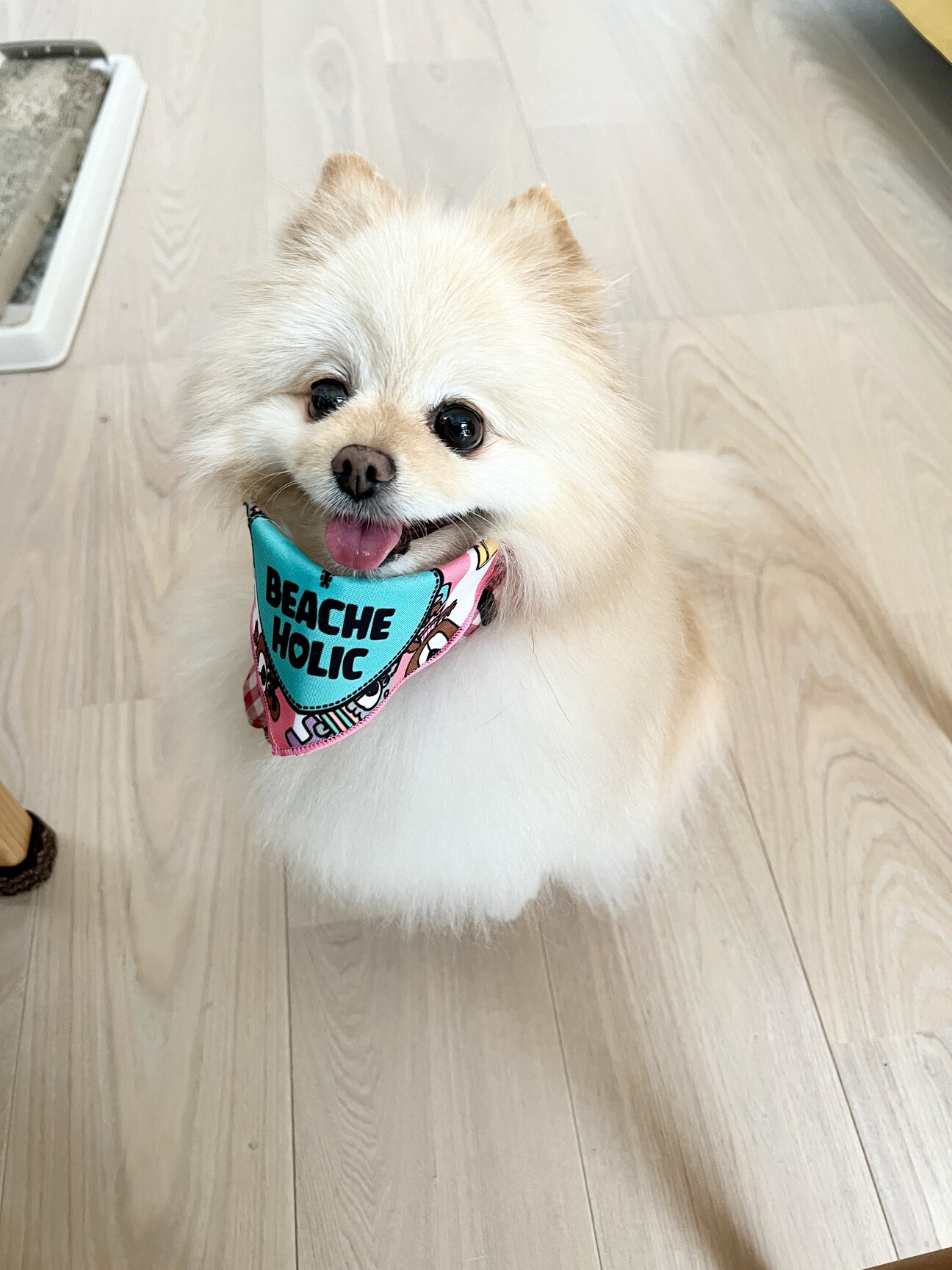 8歳♀ポメラニアン去勢済み」北海道 - 犬の里親募集(533000) :: ペット