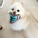 8歳♀ポメラニアン去勢済み